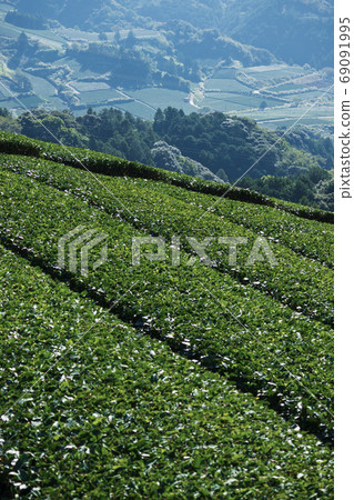 Tea field Tea field 69091995