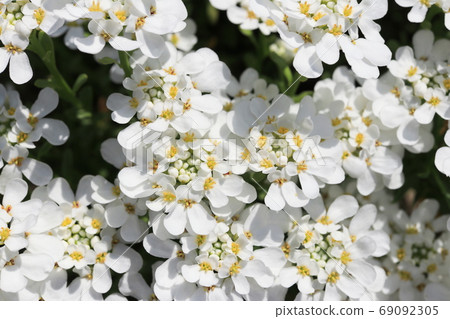 Iberis flowers 69092305