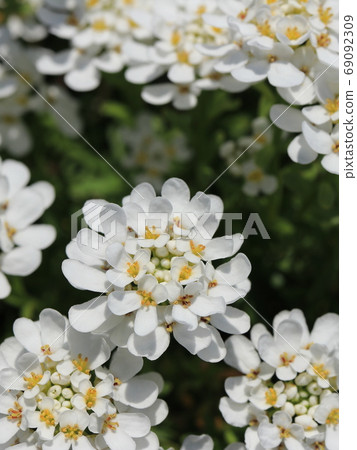 伊比利斯花 69092309