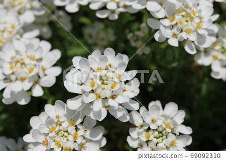 Iberis flowers 69092310