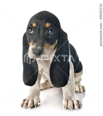 puppy bernese Schweizer Laufhund puppy bernese Schweizer Laufhund 69092558