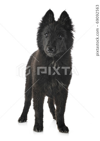 ppuppy Groenendael dog ppuppy Groenendael dog 69092563