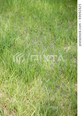 Grass that has grown slightly [vertical] 69092825