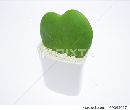 Heart-shaped leaf of "love heart" 01 69093017