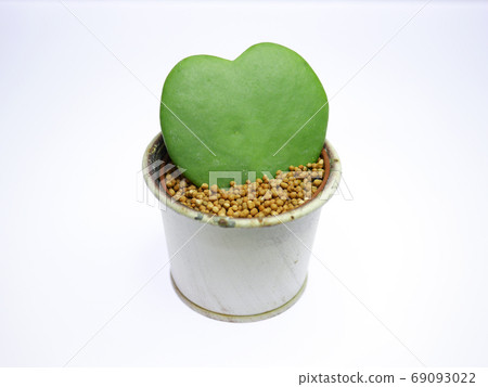 Heart-shaped leaves, "love heart" 05 69093022