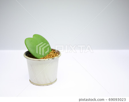 Heart-shaped leaf of "love heart" 06 69093023