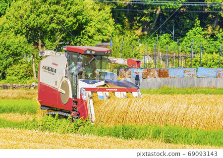 小麥收穫圖像 69093143