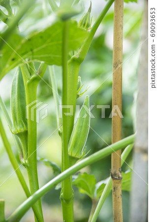 在菜園裡種植的秋葵 在菜園裡種植的秋葵 69093653