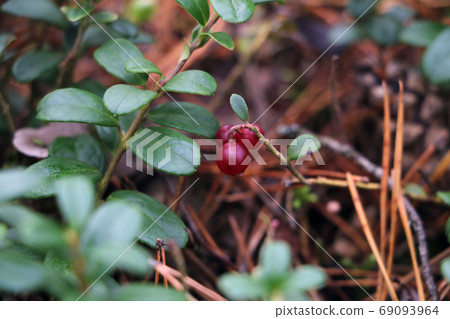 Red berries of a lingonberry in a meadow in the forest. Fall. Red berries of a lingonberry in a meadow in the forest. Fall. 69093964
