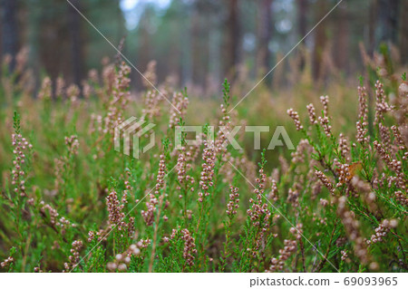 Green vegetation in the forest in the autumn morning. 69093965