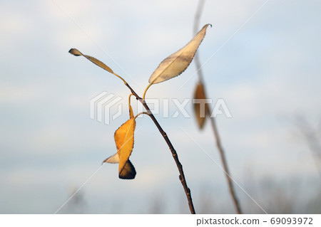 A pair of yellow leaves on a bush branch. The onset of autumn. Cold. Wet damp weather. A pair of yellow leaves on a bush branch. The onset of autumn. Cold. Wet damp weather. 69093972
