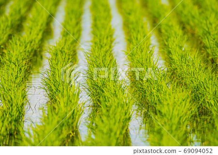 Paddy image 69094052