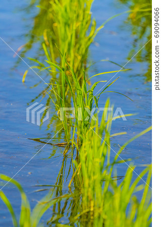Paddy image 69094066