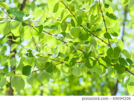 Katsura's young leaves 69094206