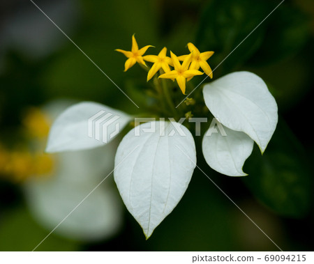 一朵花的外耳 一朵花的外耳 69094215