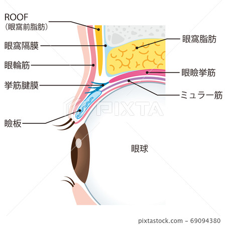 眼瞼結構眼球截面 眼瞼結構眼球截面 69094380