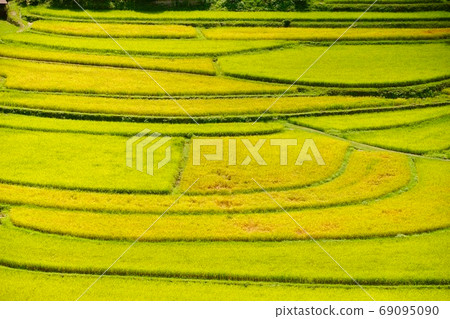 Autumn Aragi Island terraced rice fields Shimizu, Aritagawa, Arita-gun, Wakayama 69095090