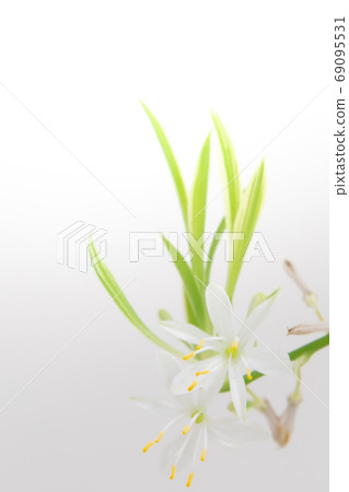 吊蘭 吊蘭 69095531