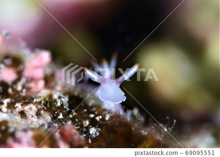 Walk of elephant gallows Mushii (1) Walk of elephant gallows Mushii (1) 69095551