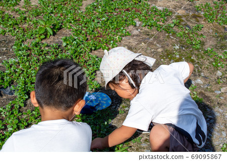 A child looking for an insect 69095867