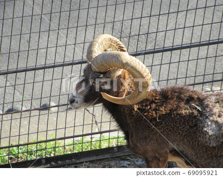 歐洲盤羊 69095921