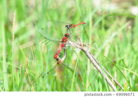 夏茜（交配）和姬茜（男） 69096071