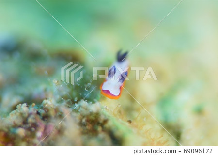 藤浪海膽④ 69096172