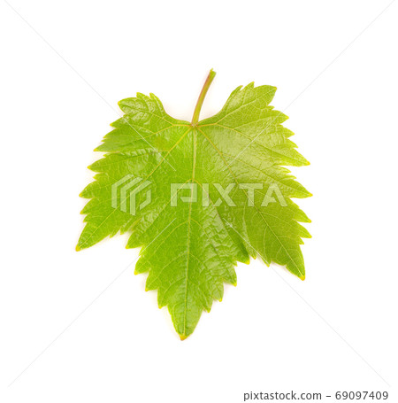 Green grape leaves isolated on white background. Spring with leaves of grape vine. 69097409
