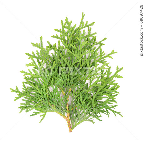 Arborvitae branch, isolated on white background. Green thuja sprig. 69097429