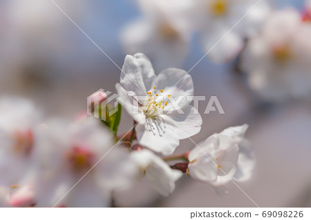 櫻花盛開 69098226