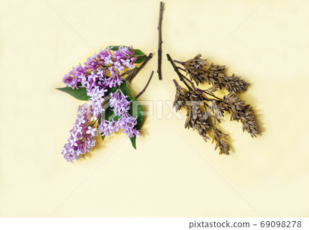 Medical concept of lilac flowers shaped in human lungs  69098278