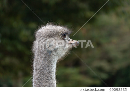 Small face behind the ostrich [Slanting behind] 69098285