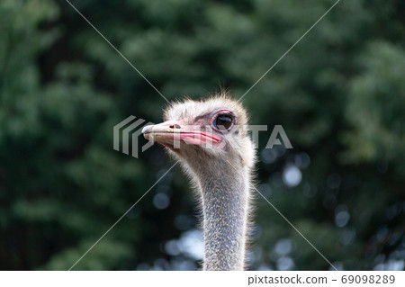 Small face of ostrich [Growth] 69098289