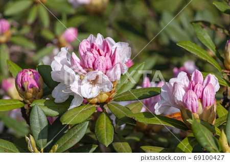 杜鵑 杜鵑 69100427