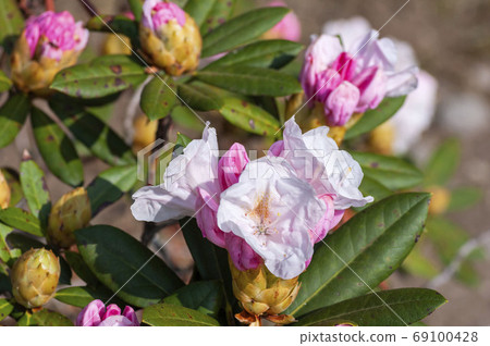 Rhododendron 69100428