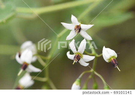 野草 69101141