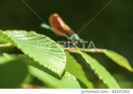 Damselfly Damselfly 69101893