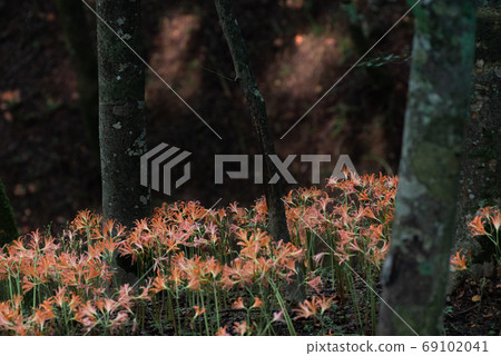 小栗山狐狸剃刀盛開 69102041