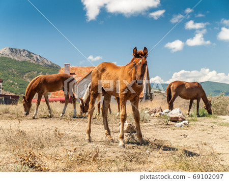 Young horse and adult horses in field on hot summer day 69102097