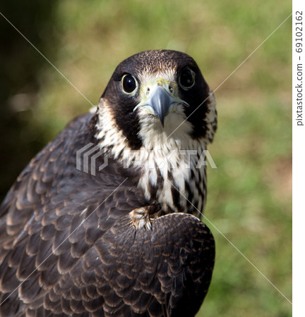 Peregrine Falcon Close Up View 69102162