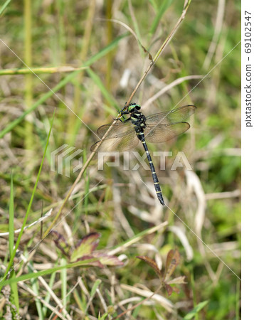 無霸勾蜓 69102547