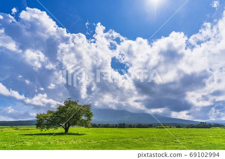 岩手縣八man平市夏天的神戶房牧野的一棵櫻桃樹和藍天 69102994