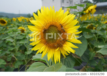 sunflower 69103290