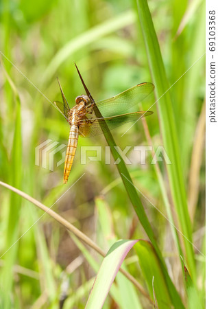 Shoujo dragonfly Shoujo dragonfly 69103368