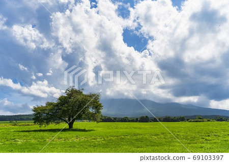 岩手縣八man平市夏天的神戶房牧野的一棵櫻桃樹和藍天 岩手縣八man平市夏天的神戶房牧野的一棵櫻桃樹和藍天 69103397