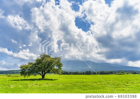 岩手縣八man平市夏天的神戶房牧野的一棵櫻桃樹和藍天 岩手縣八man平市夏天的神戶房牧野的一棵櫻桃樹和藍天 69103398