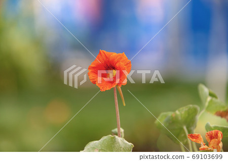 漂亮的紅色金蓮花花 漂亮的紅色金蓮花花 69103699