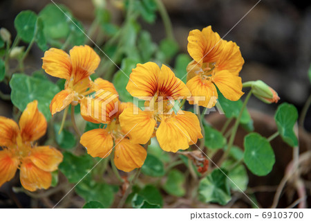 黃色的金蓮花花 黃色的金蓮花花 69103700