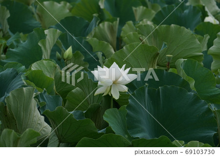 蓮花 69103730
