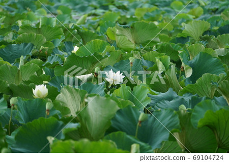 蓮花 69104724